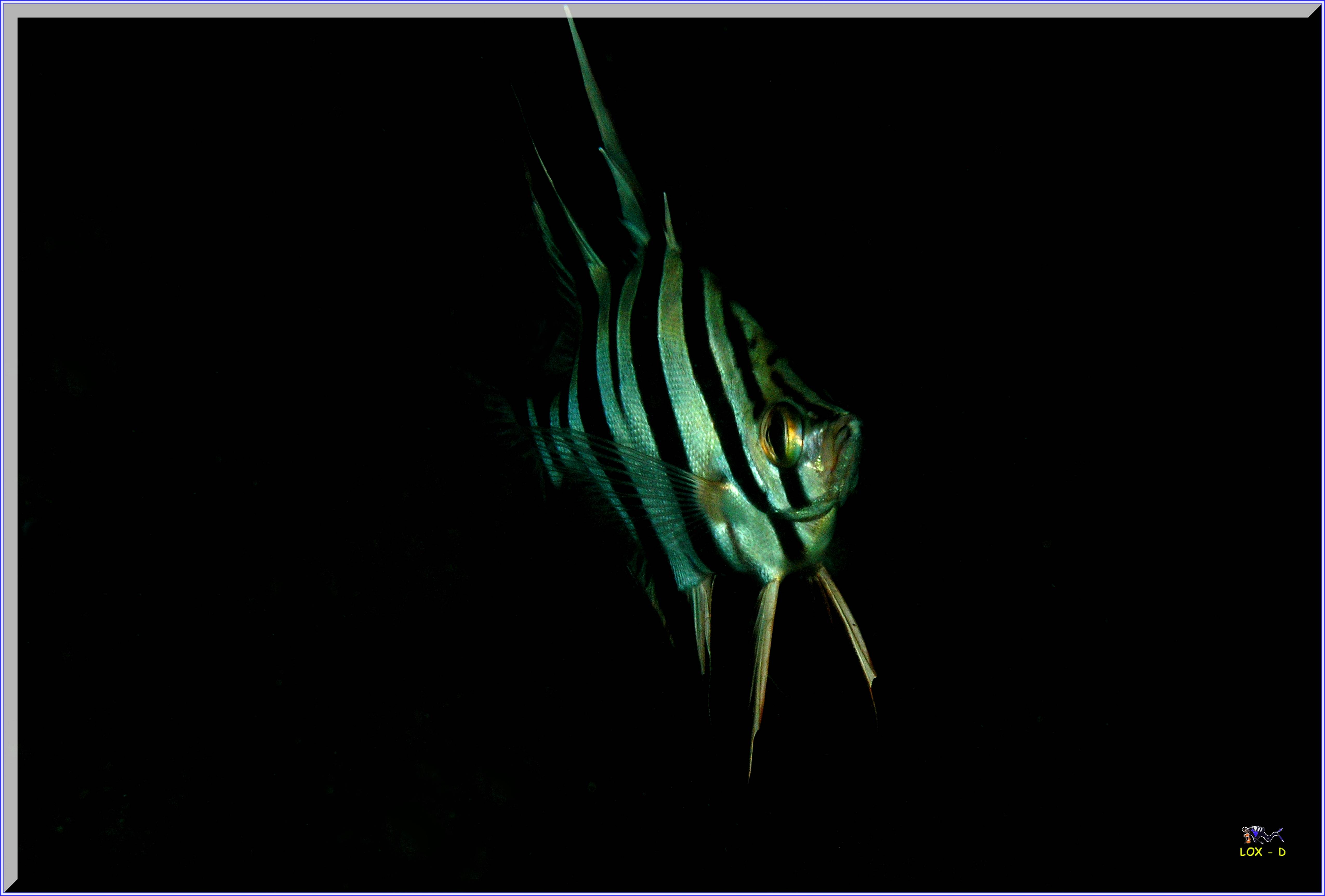 LoxPix Sub-Aqua Image
