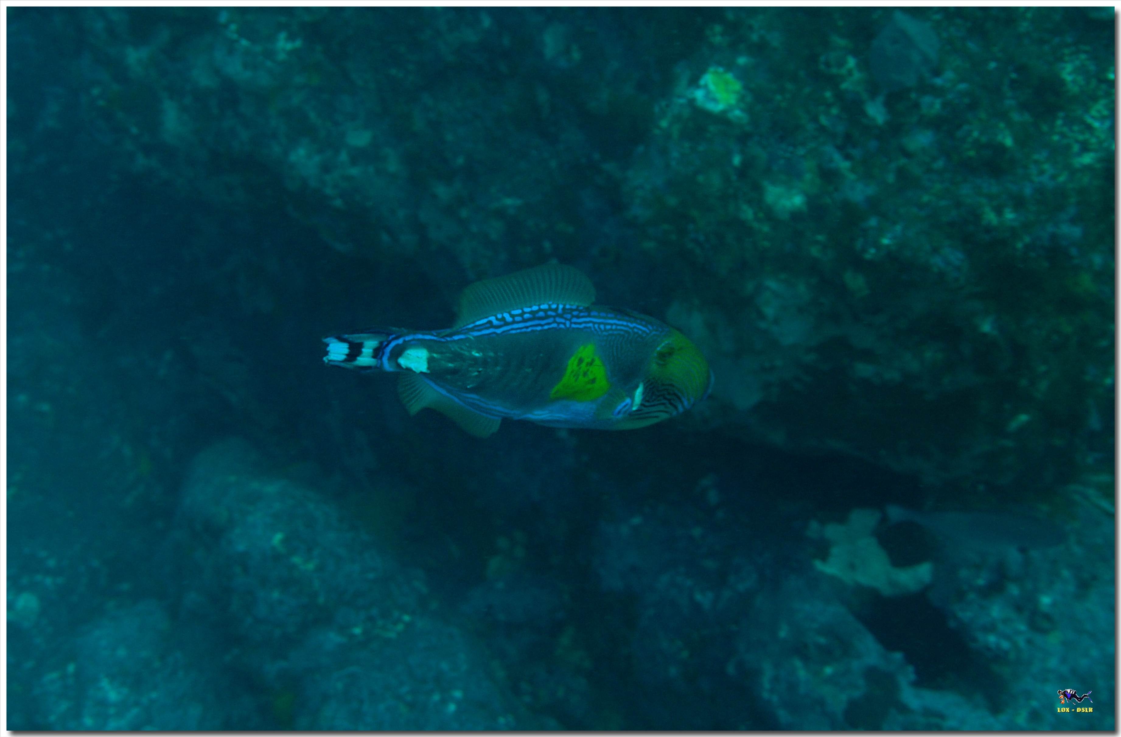 LoxPix Sub-Aqua Image