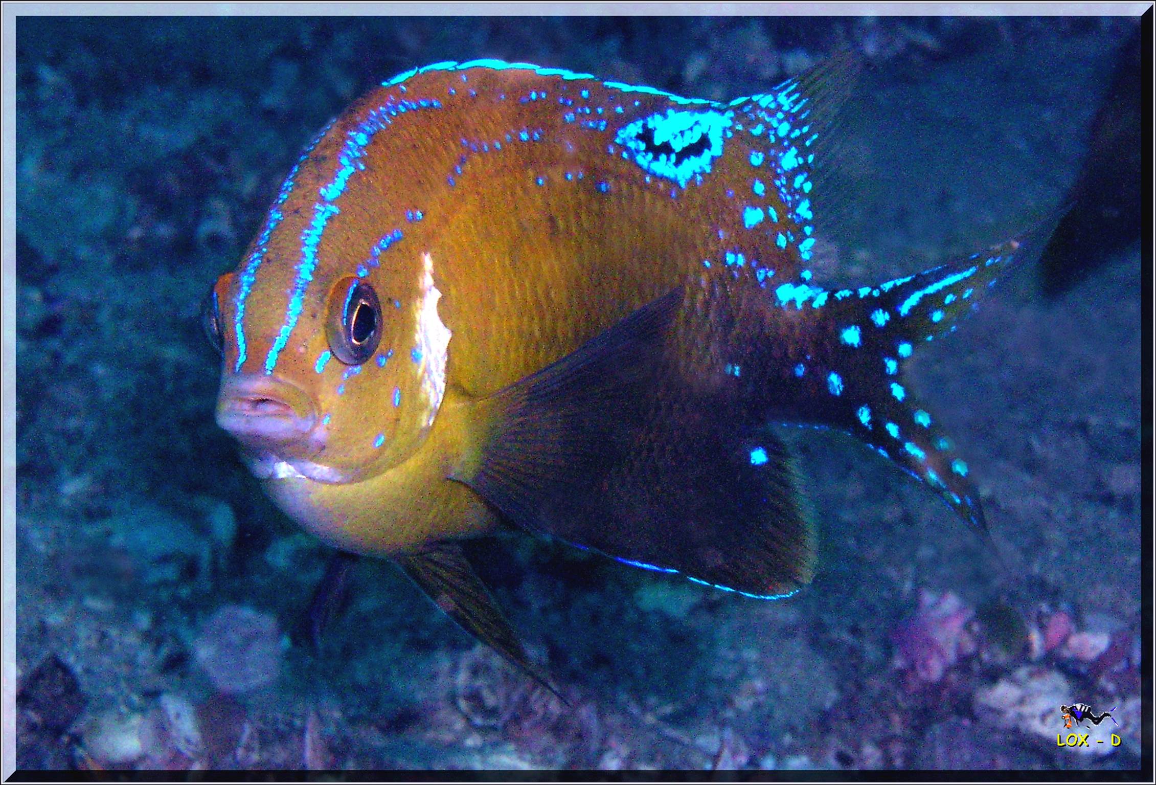 LoxPix Sub-Aqua Image