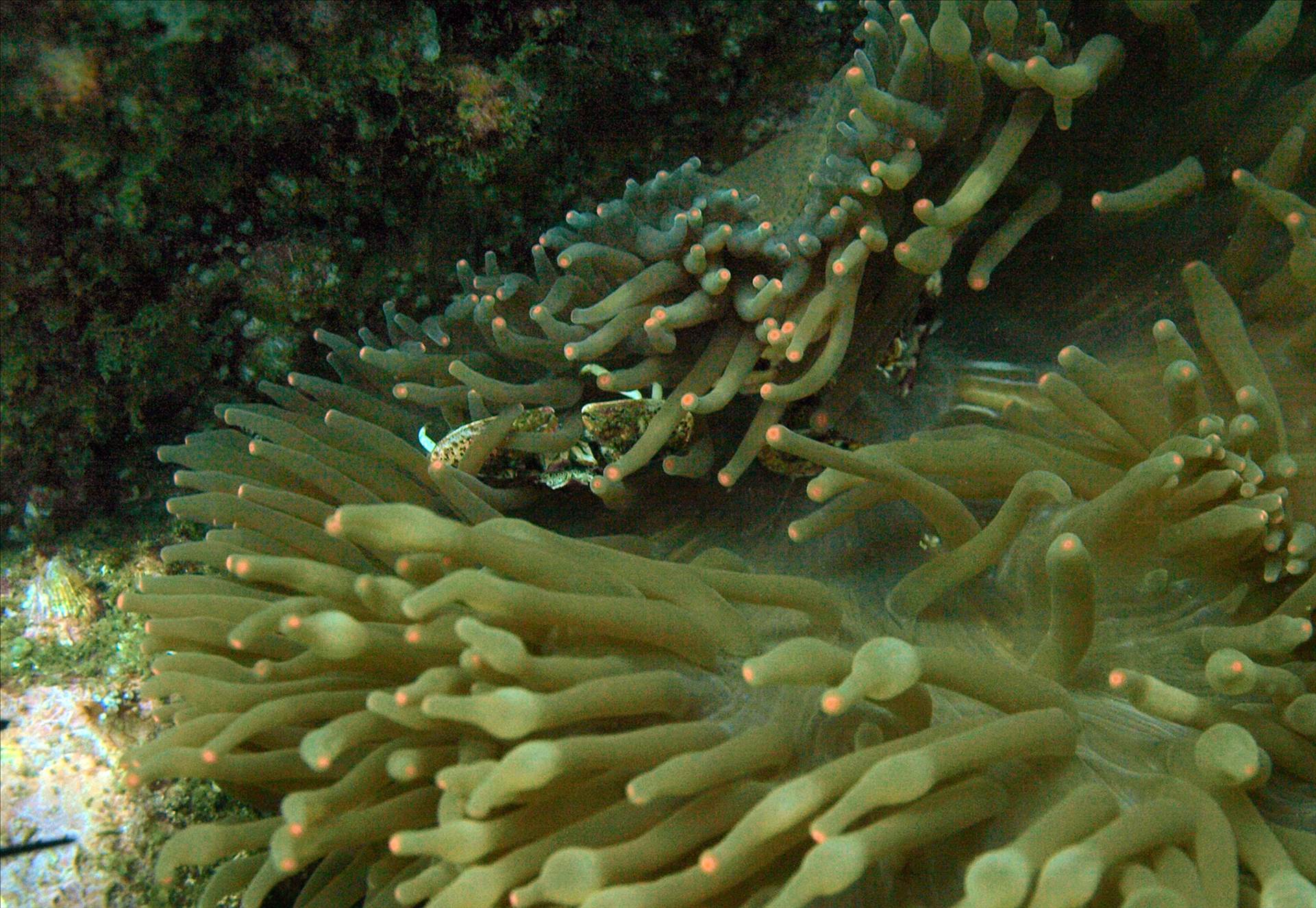 LoxPix Sub-Aqua Image