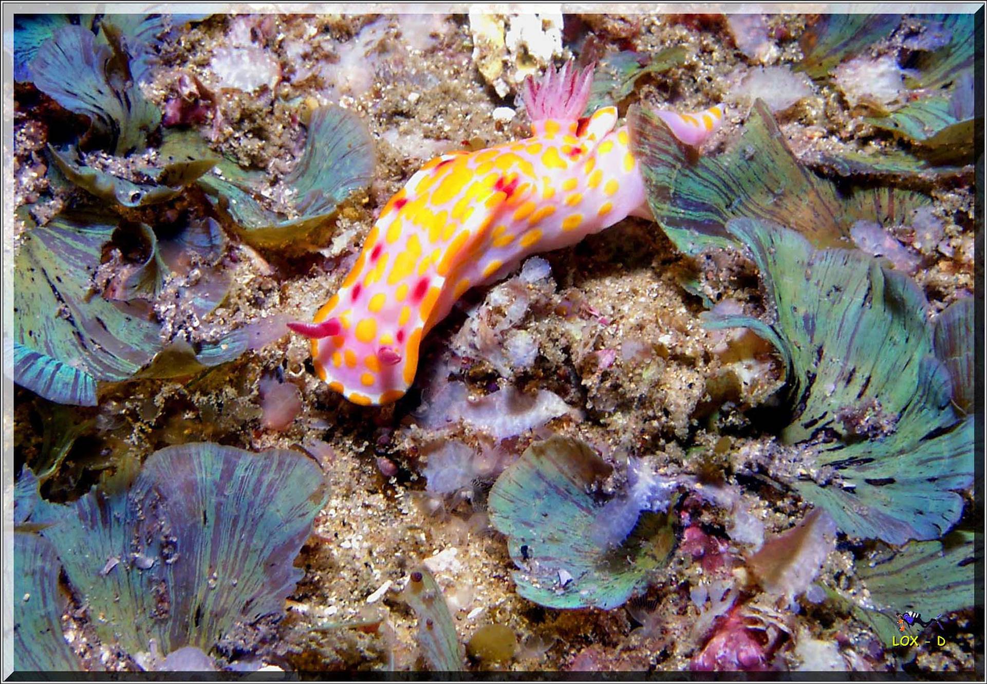 LoxPix Sub-Aqua Image