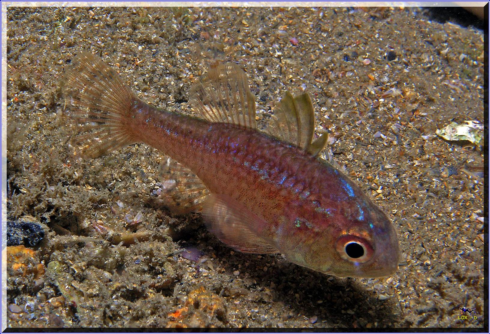 LoxPix Sub-Aqua Image