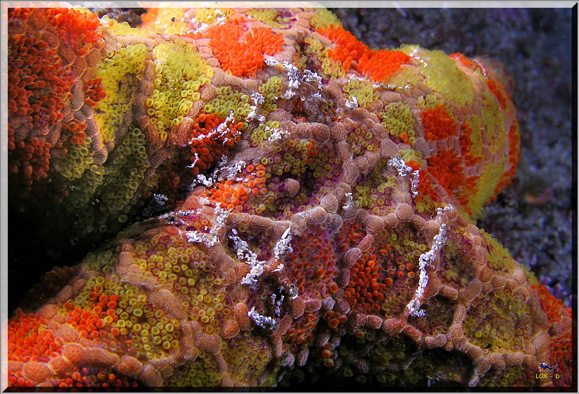 LoxPix Sub-Aqua Image