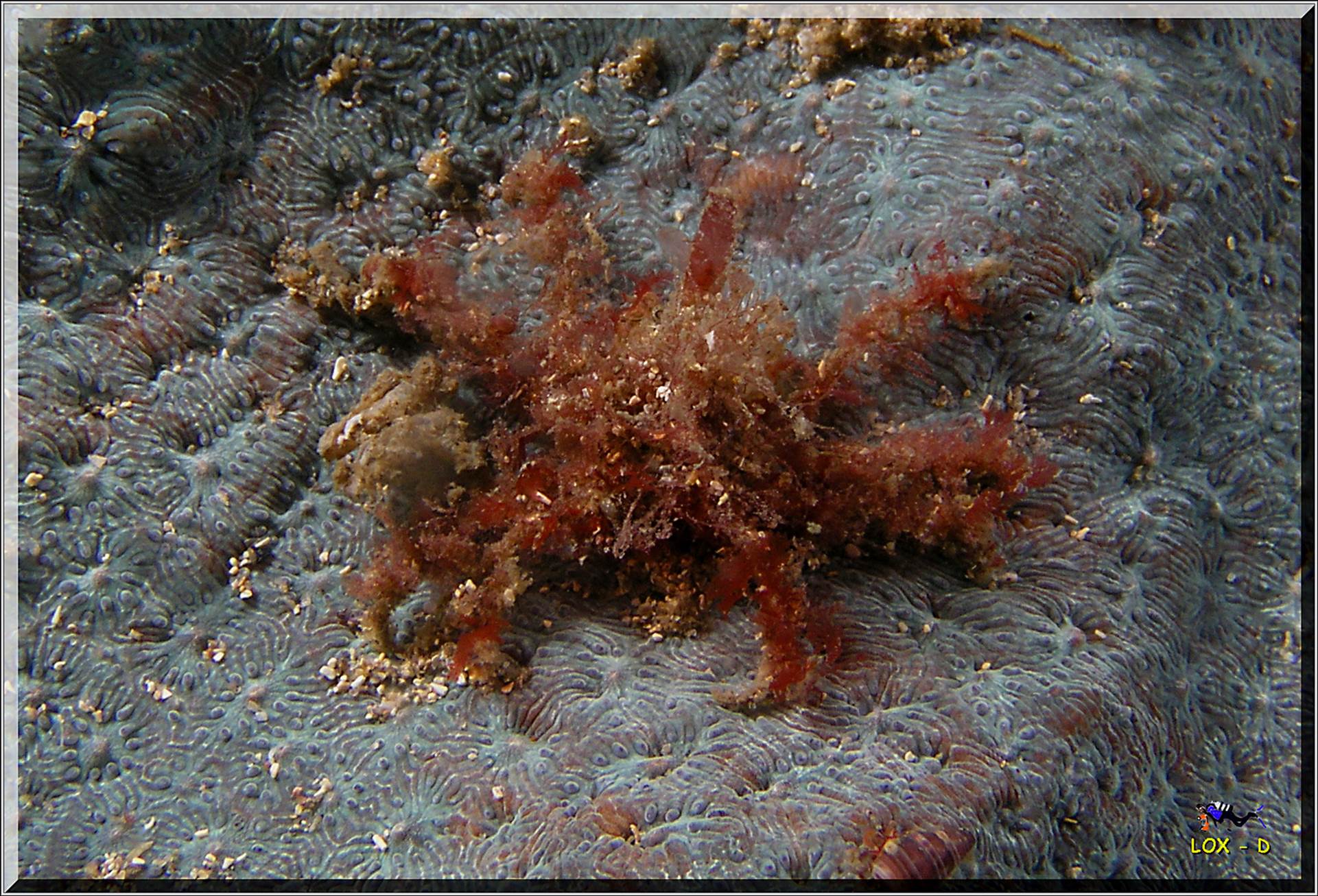 LoxPix Sub-Aqua Image
