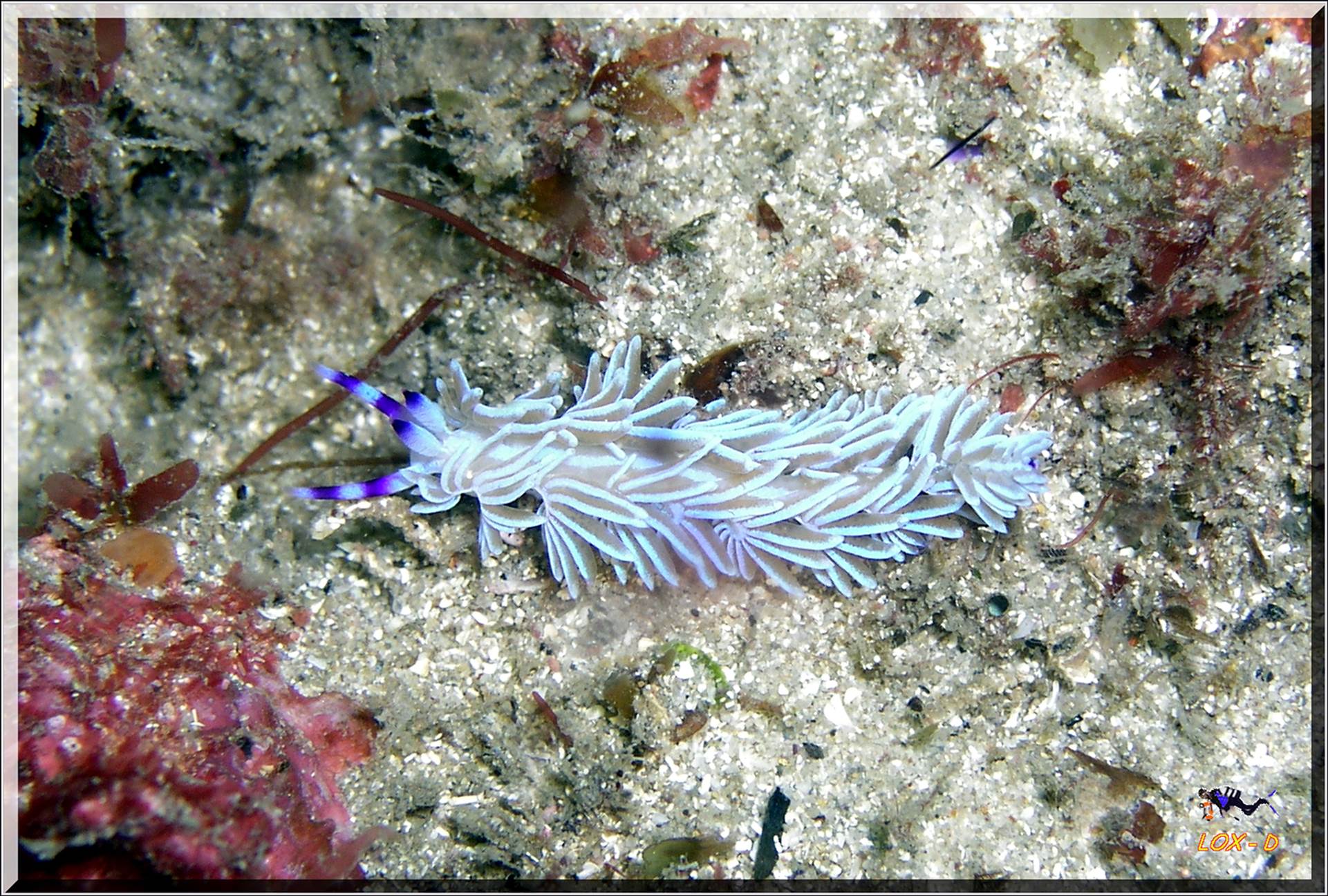 LoxPix Sub-Aqua Image