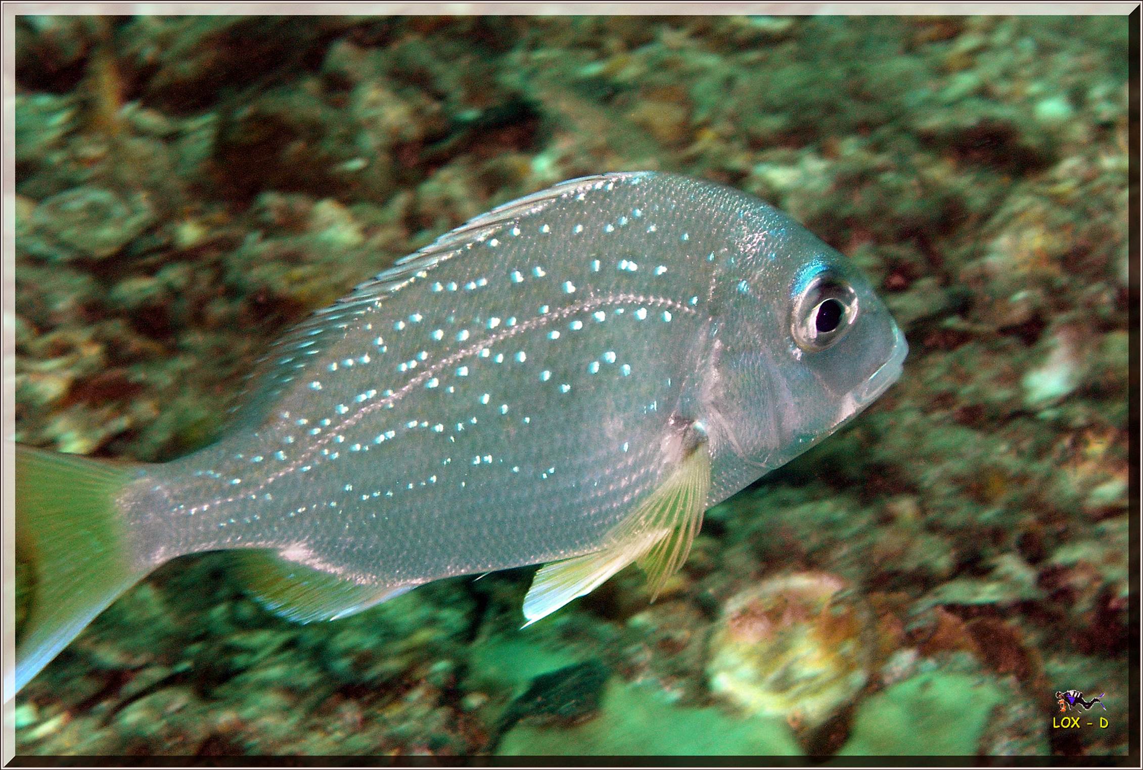 LoxPix Sub-Aqua Image