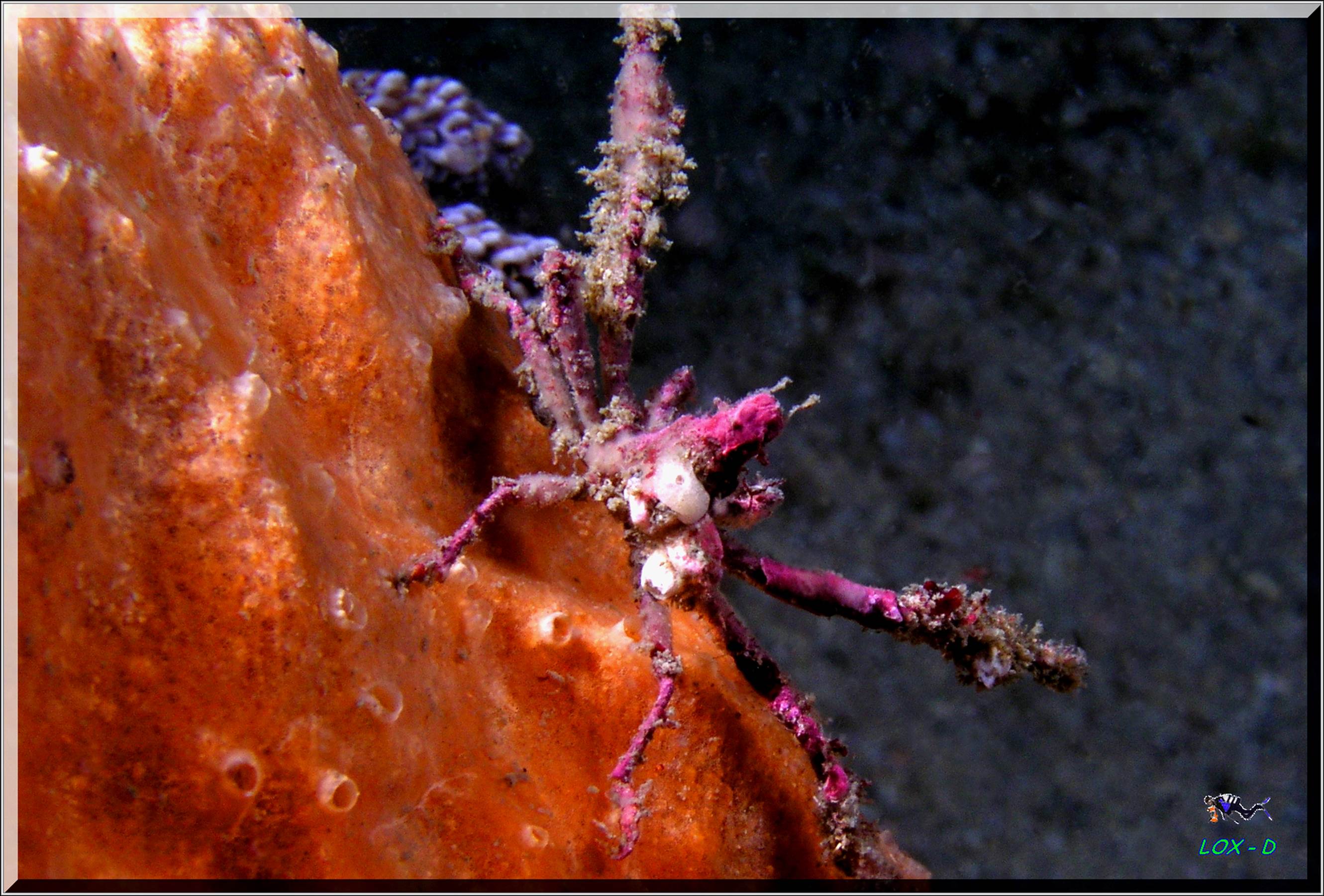LoxPix Sub-Aqua Image