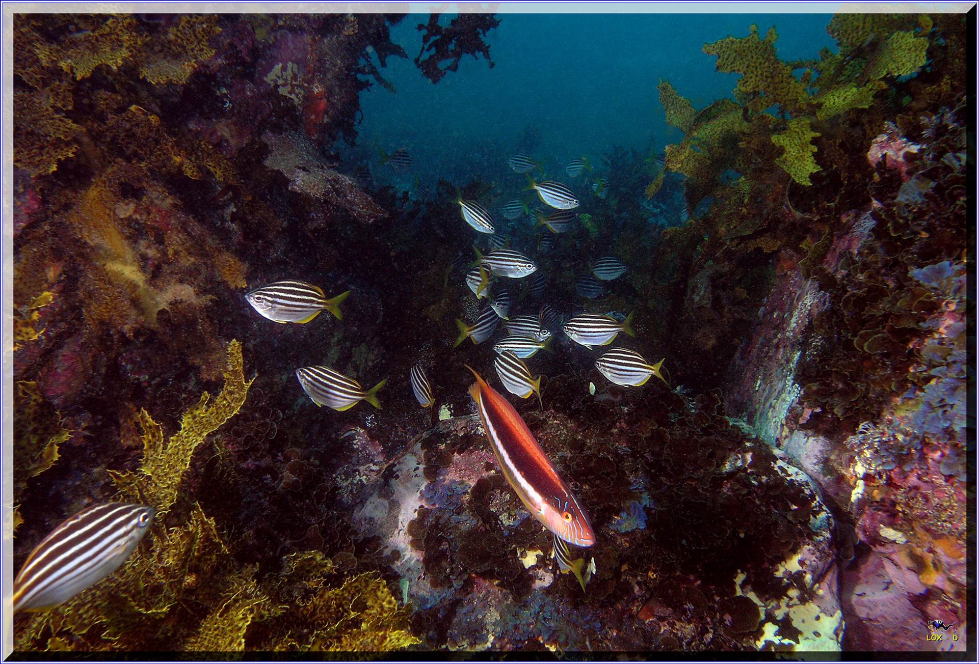 LoxPix Sub-Aqua Image