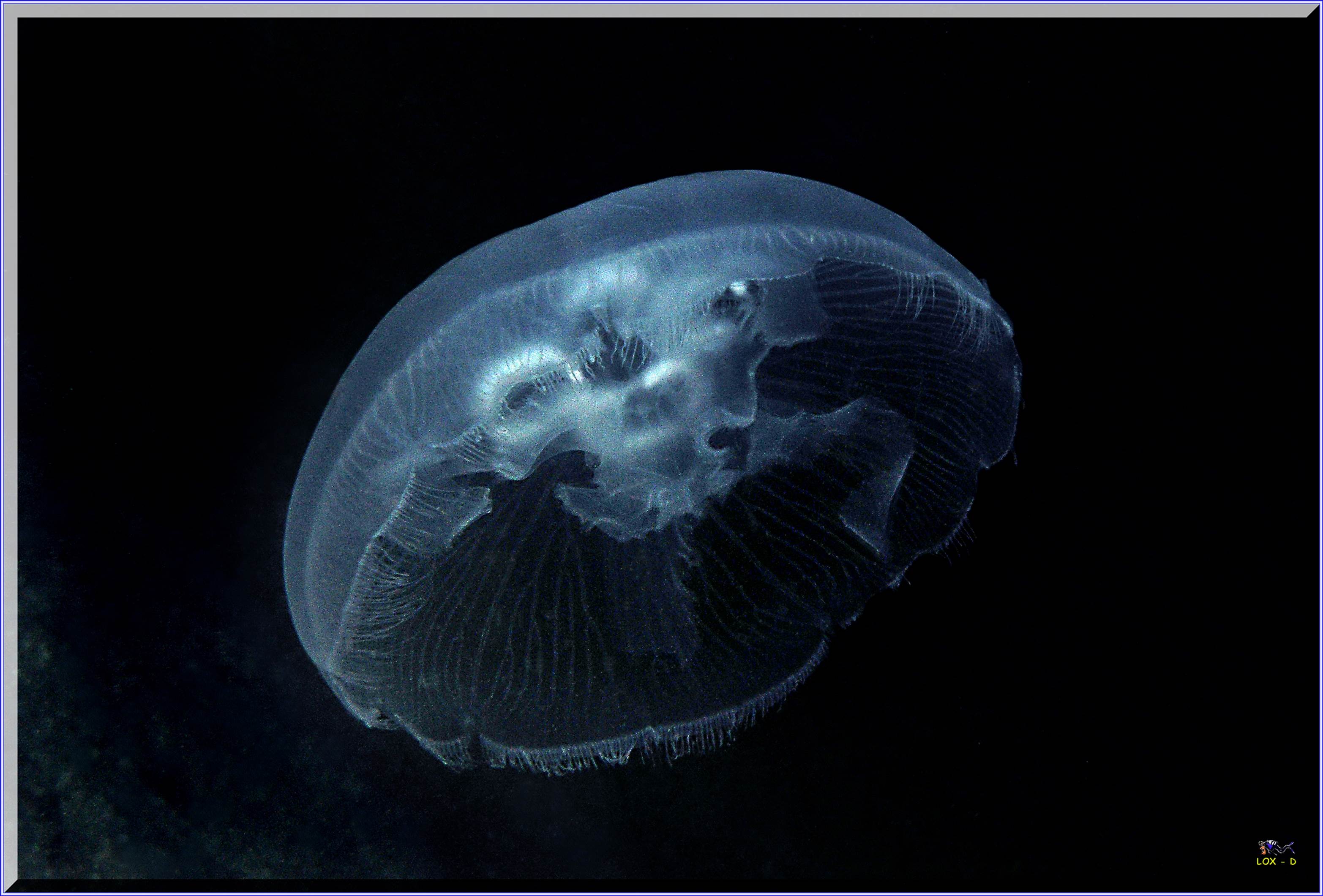 LoxPix Sub-Aqua Image