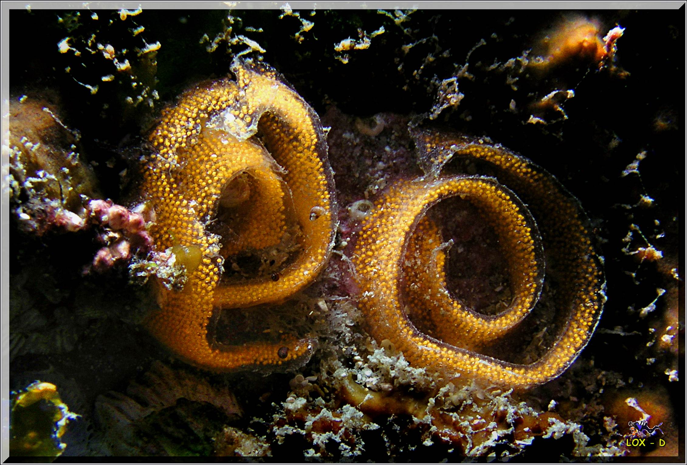 LoxPix Sub-Aqua Image