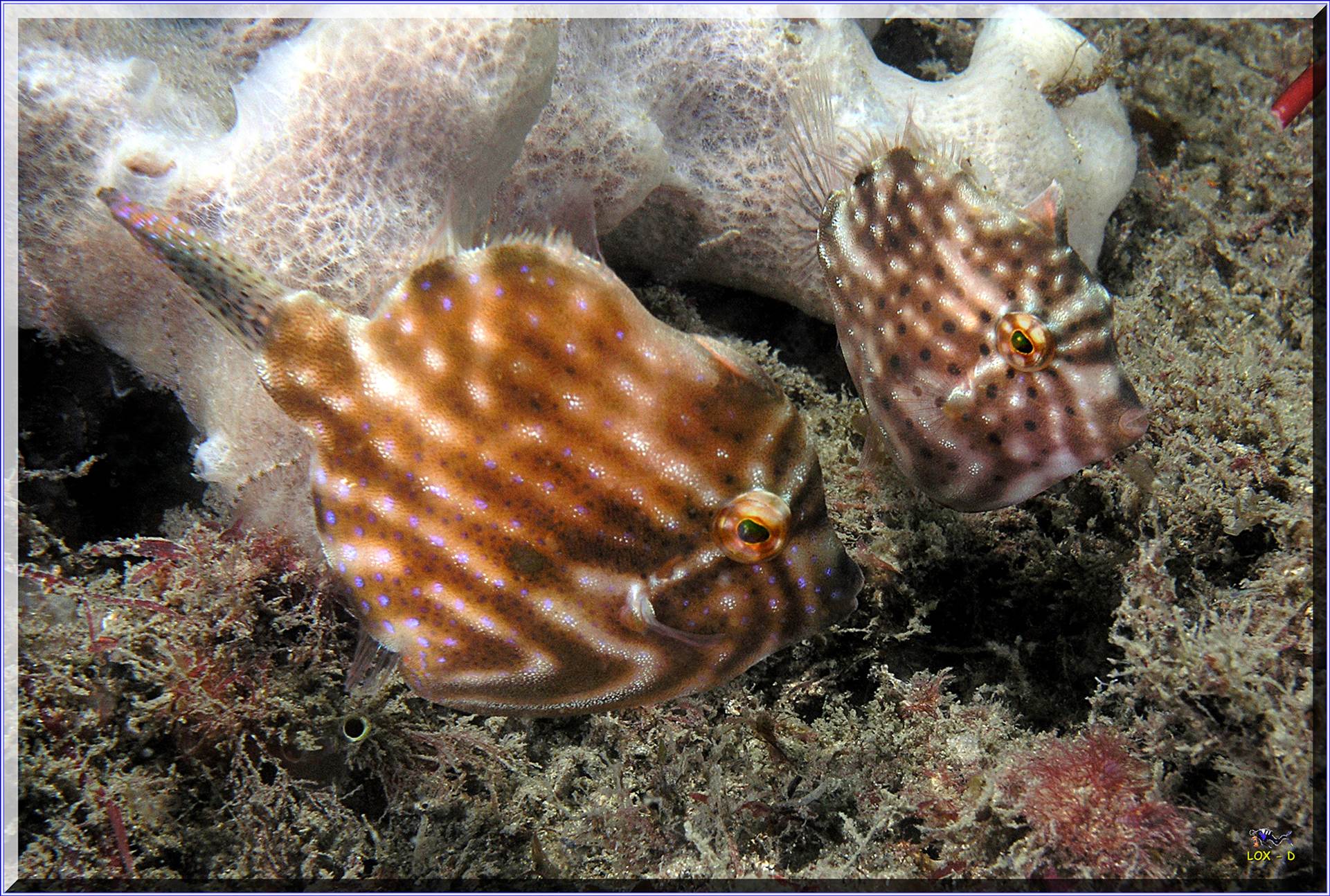 LoxPix Sub-Aqua Image