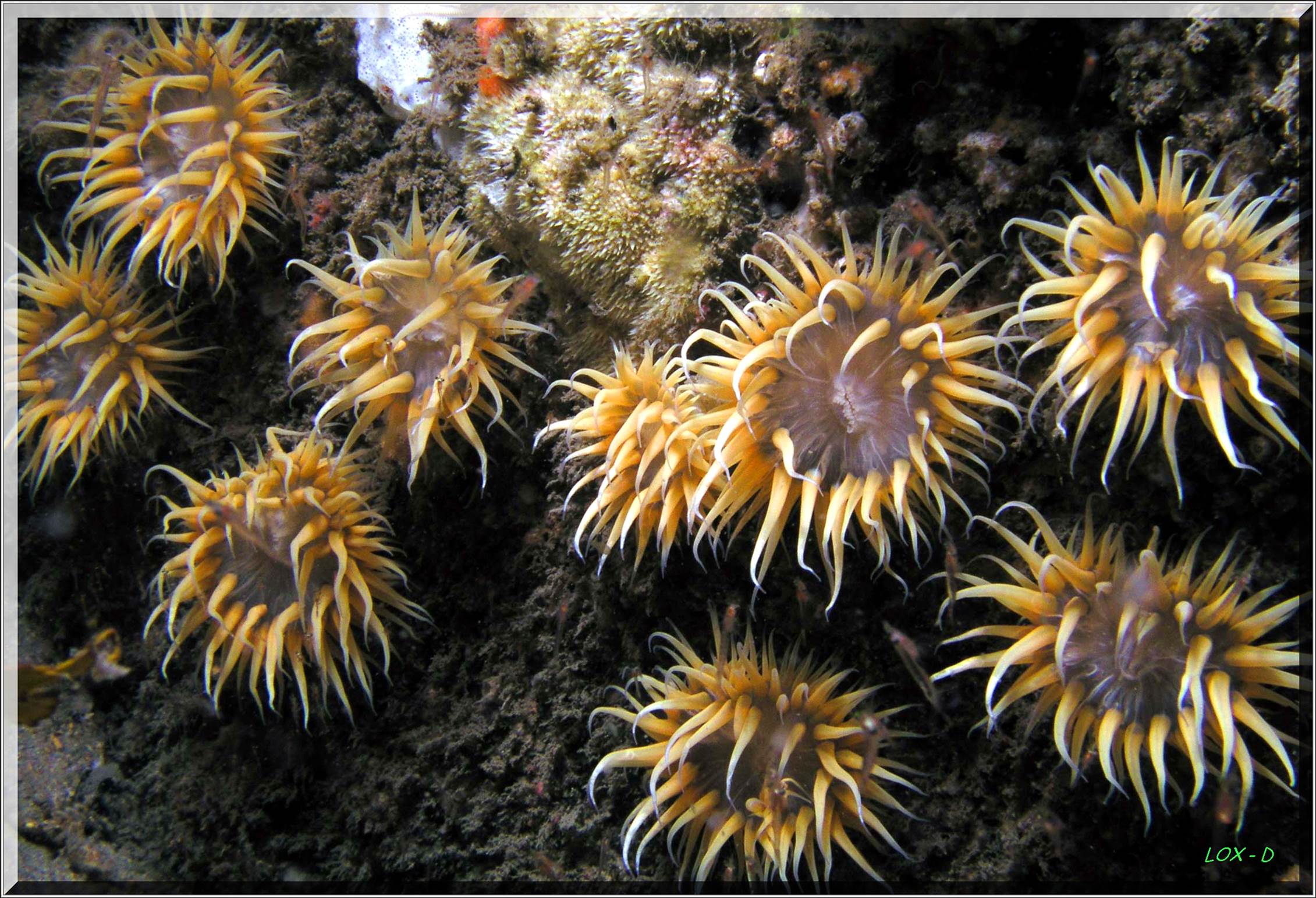 LoxPix Sub-Aqua Image