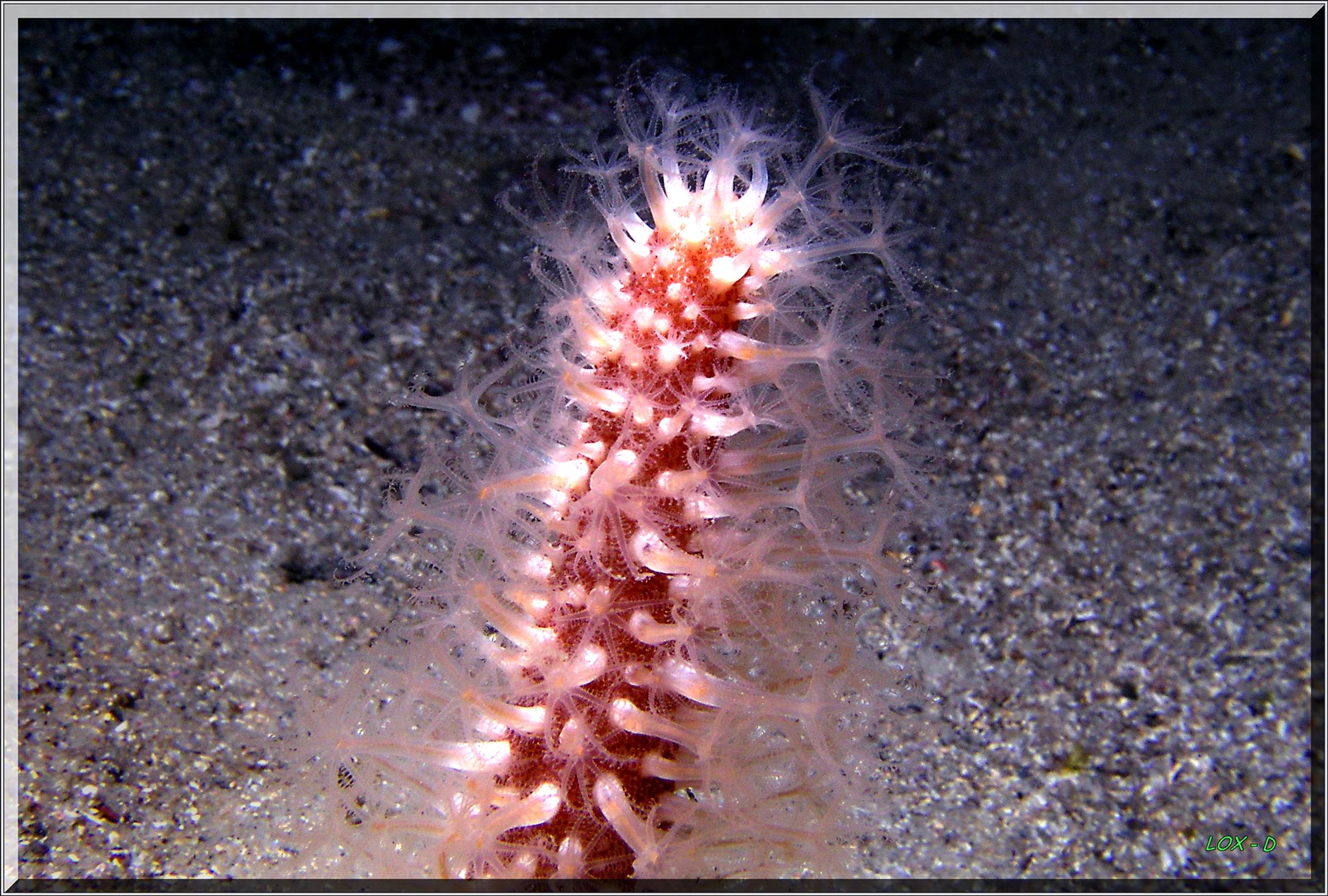 LoxPix Sub-Aqua Image