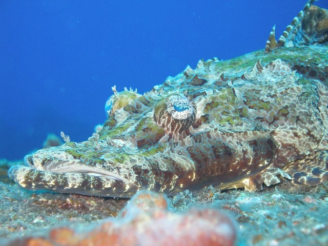 Croc Fish