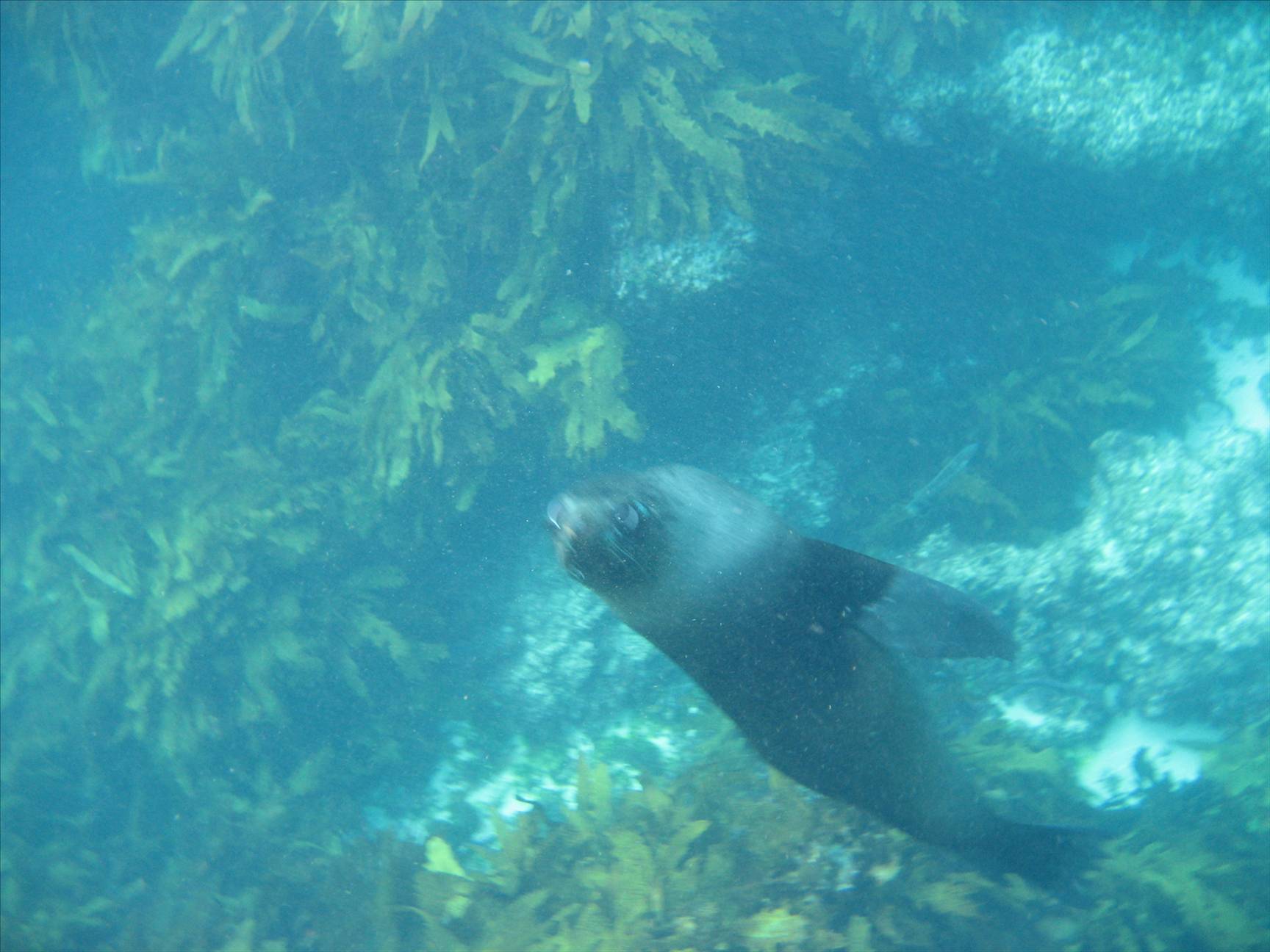 10-22-7 Perth Rottnest 248