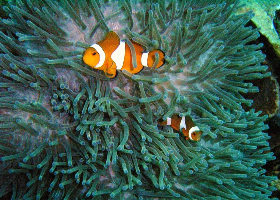 clownfish