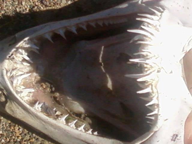 very aggressive towards me and that was the only reason i shot it,sorry