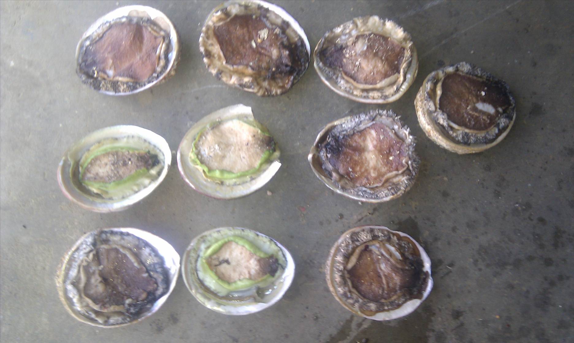 local foghters and abalone