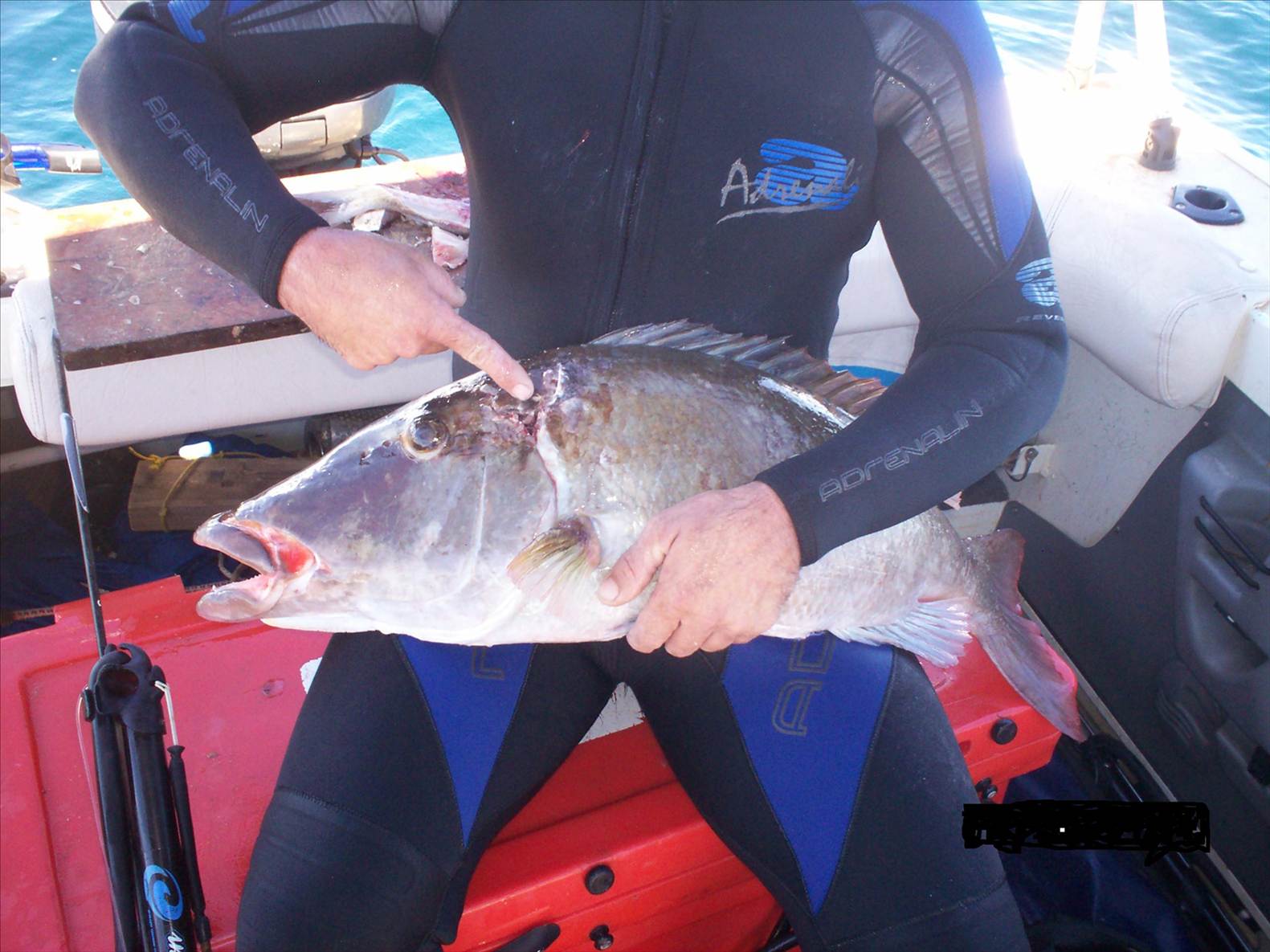 awseome dive just goes to show you how compassionate sharks will be they let me take it home