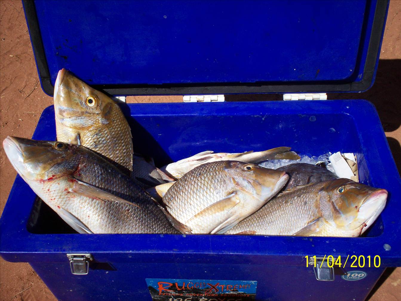 Diving Sharings Caring