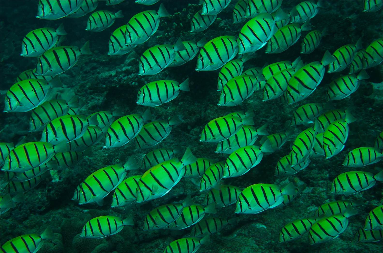 Convict Tangs