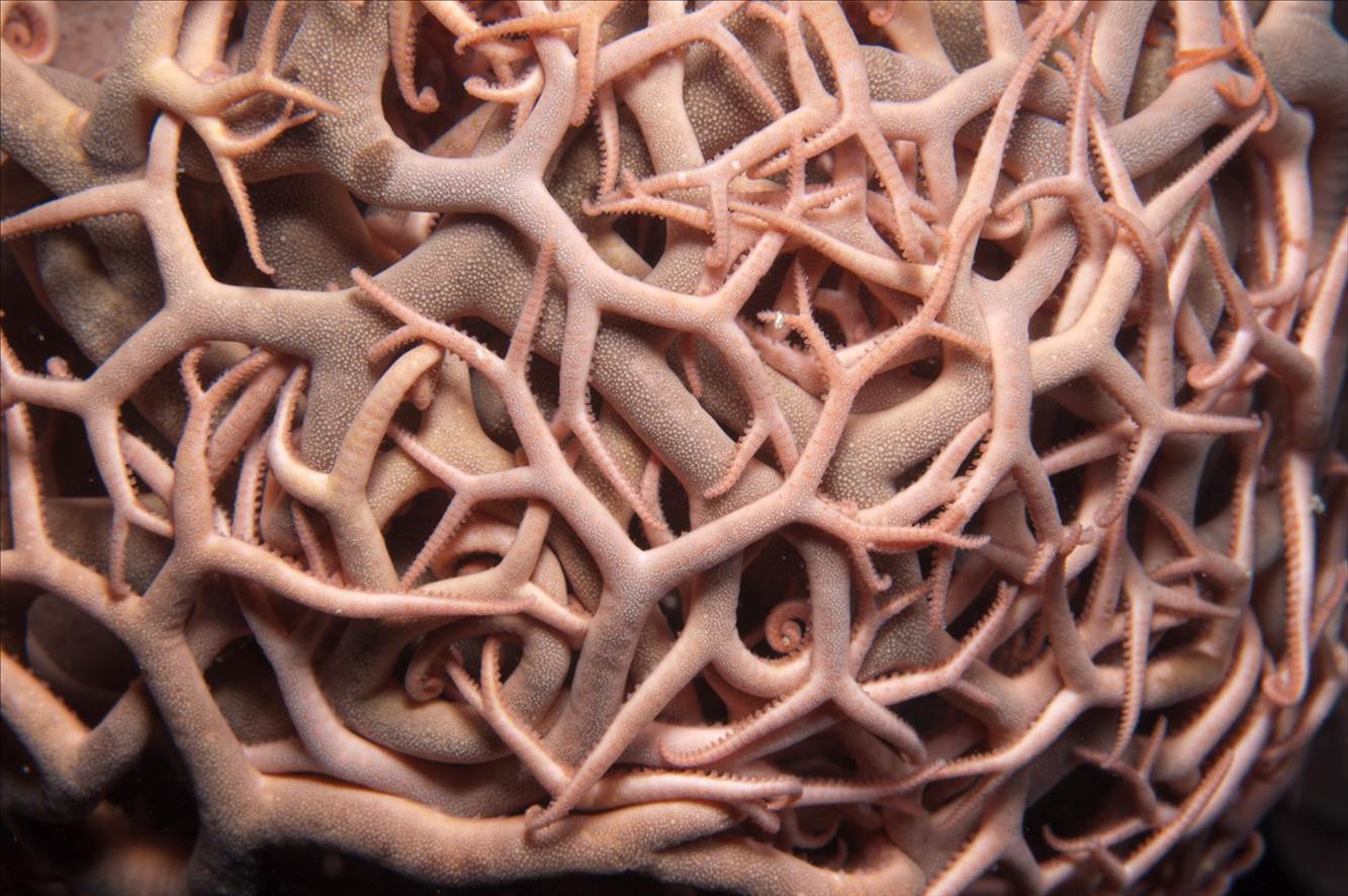 Basket Star