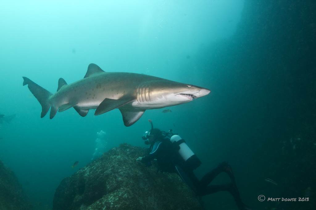 Pete checking out a shark.