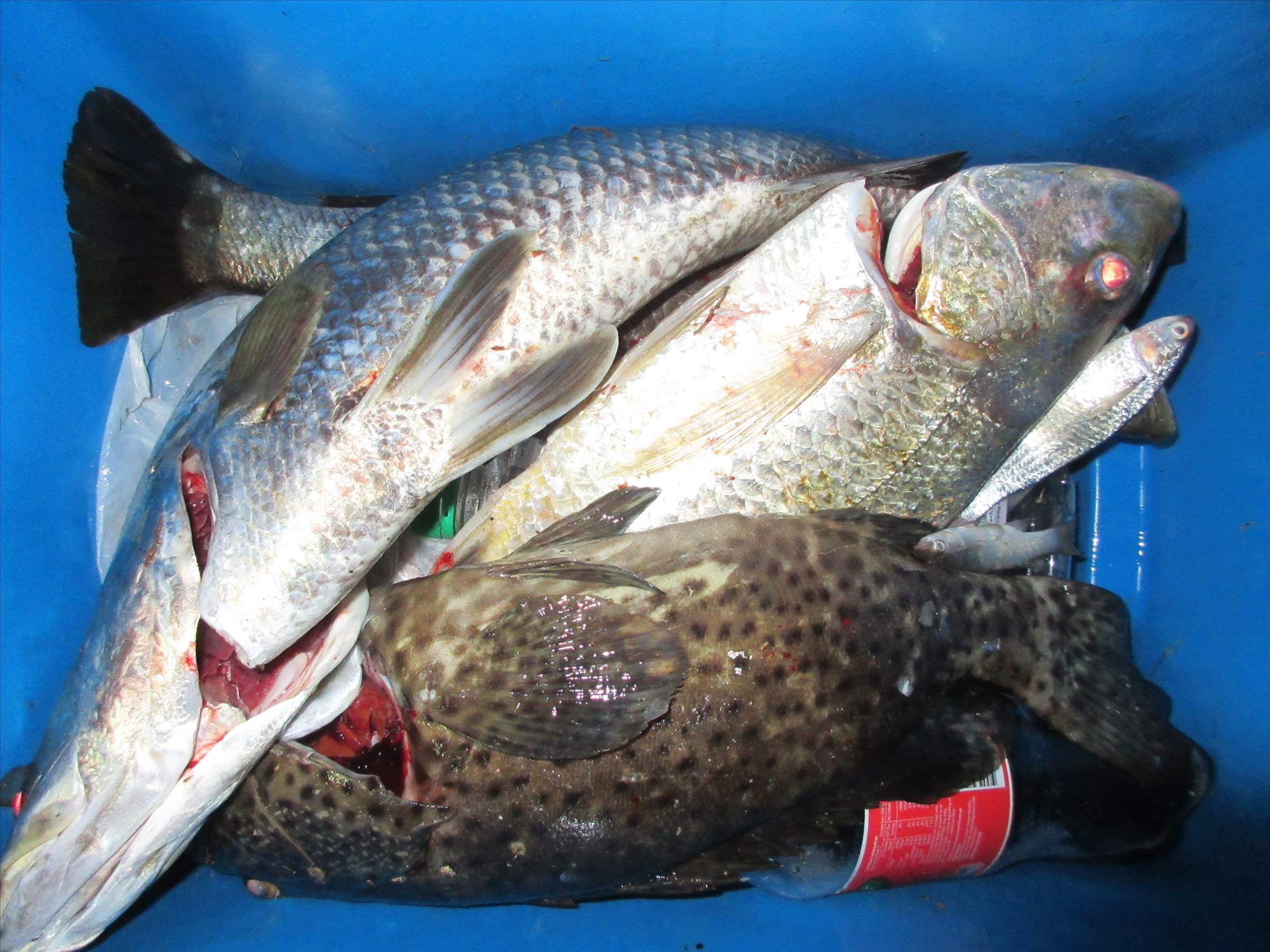 Fish It!