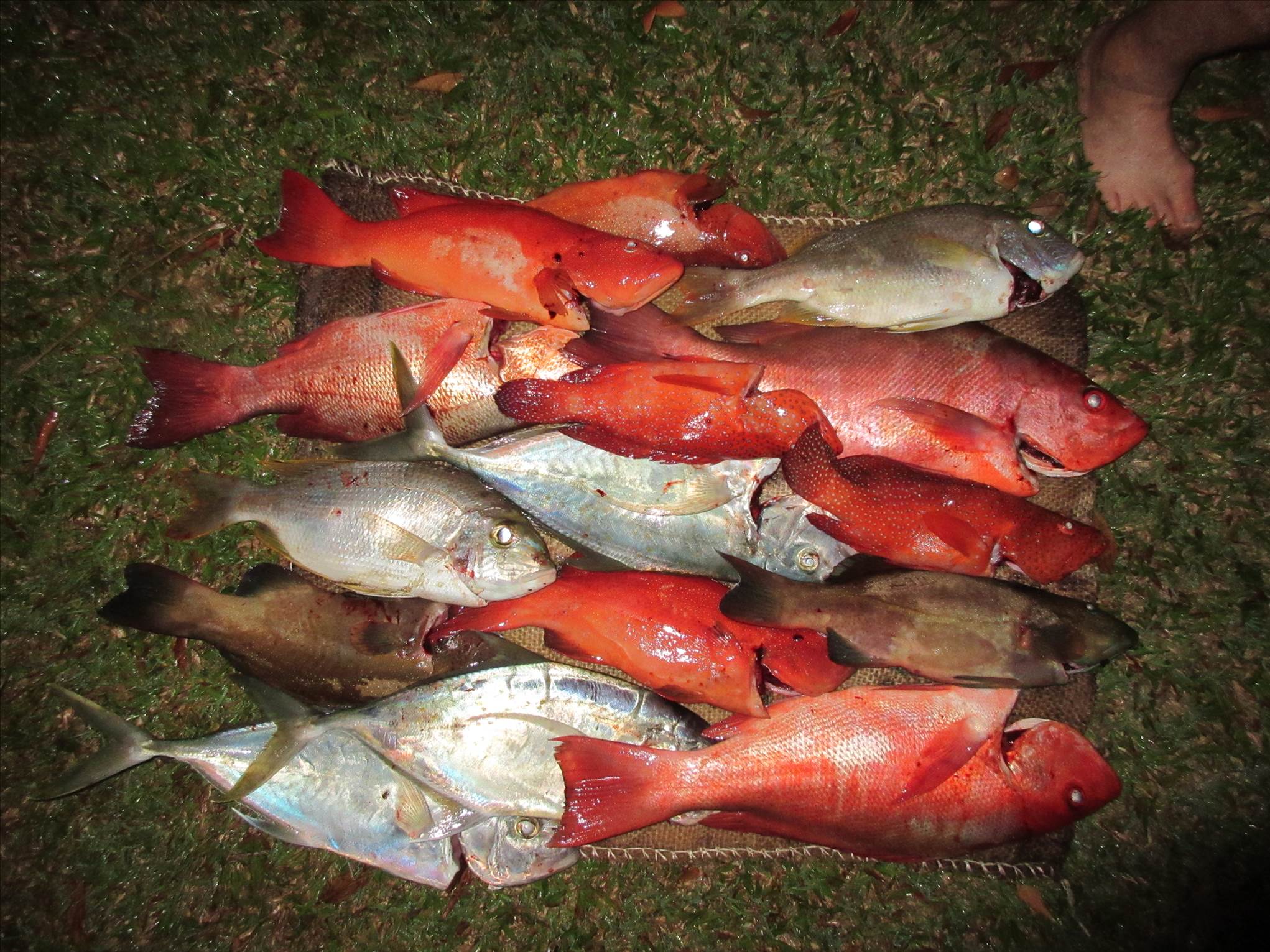 Afternoon fish was a good change up!