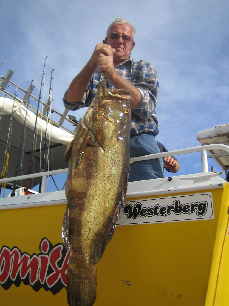 17 KG Cod (Klaus)