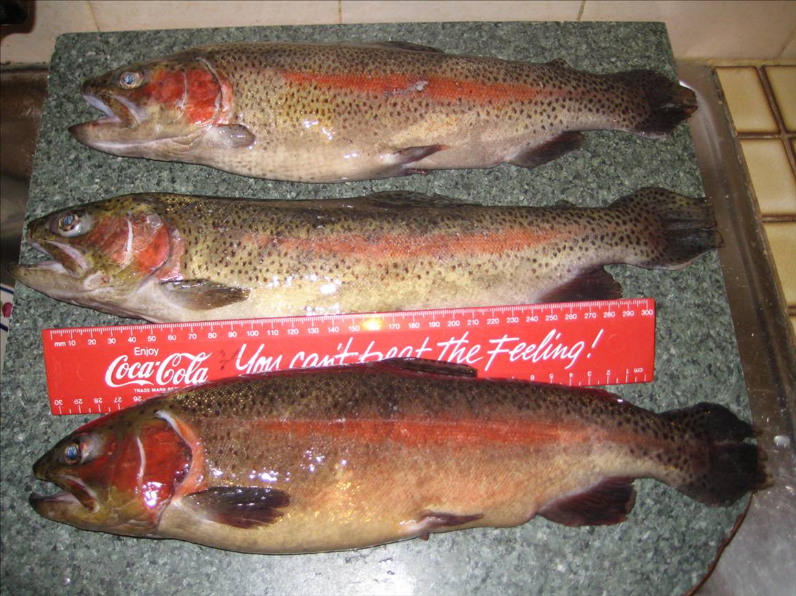 some nice rainbows