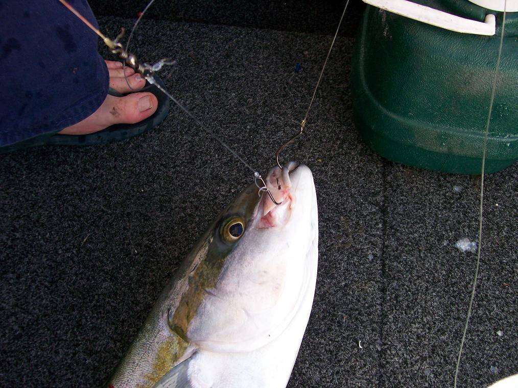 Greedy yellowTail