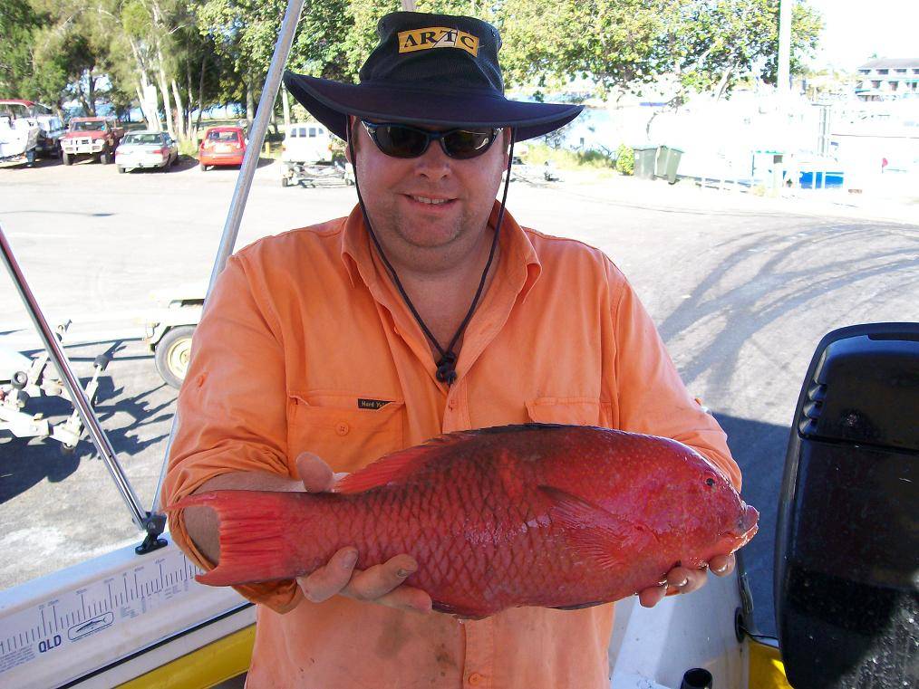 Just another variety caught off Cape Moreton 