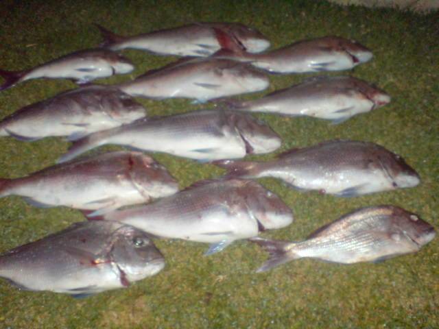 snapper time