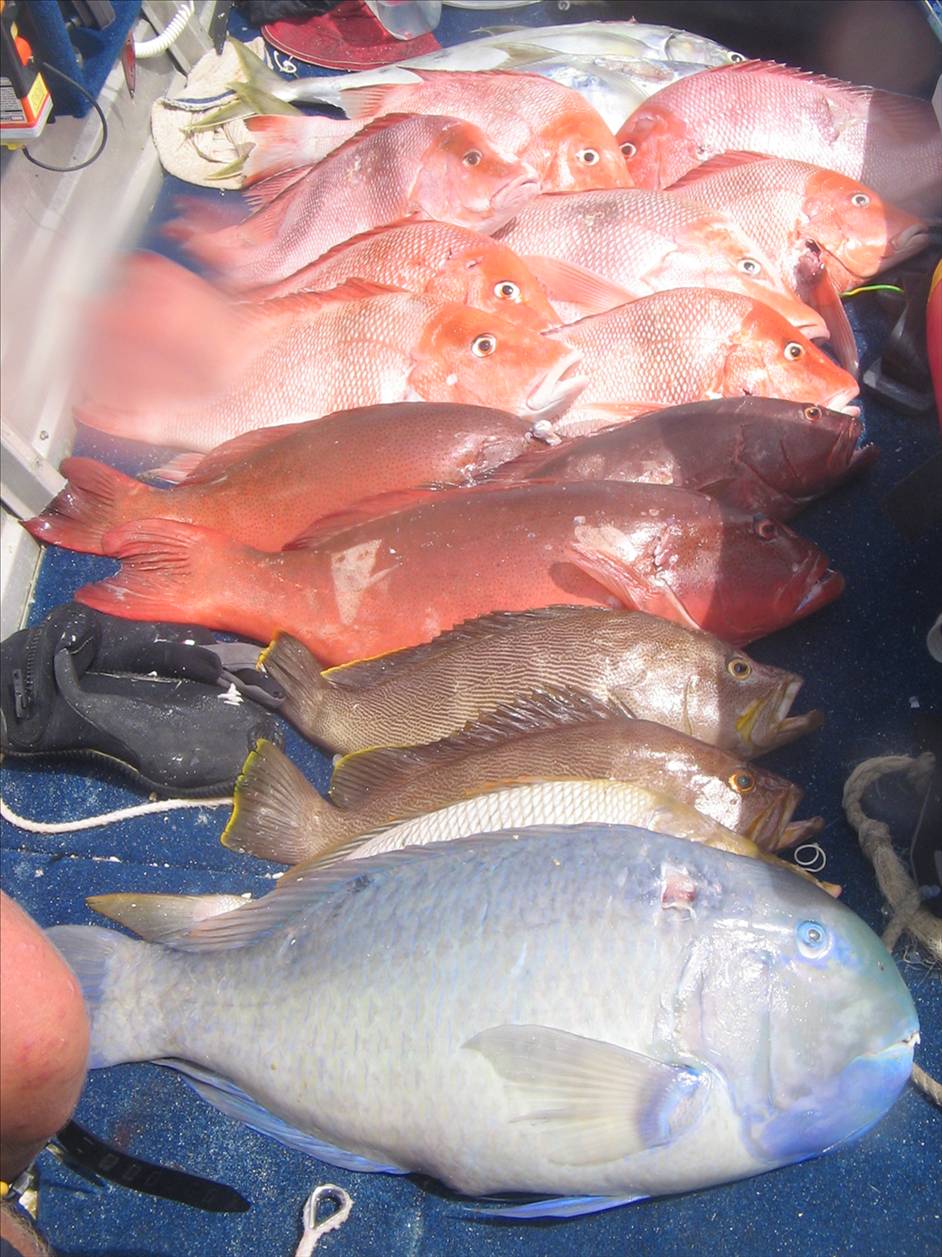 mornings catch