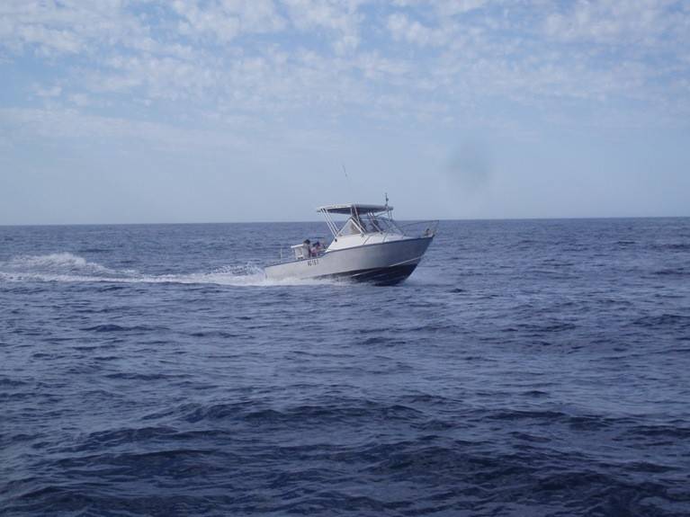 Xmas Fish West Aust