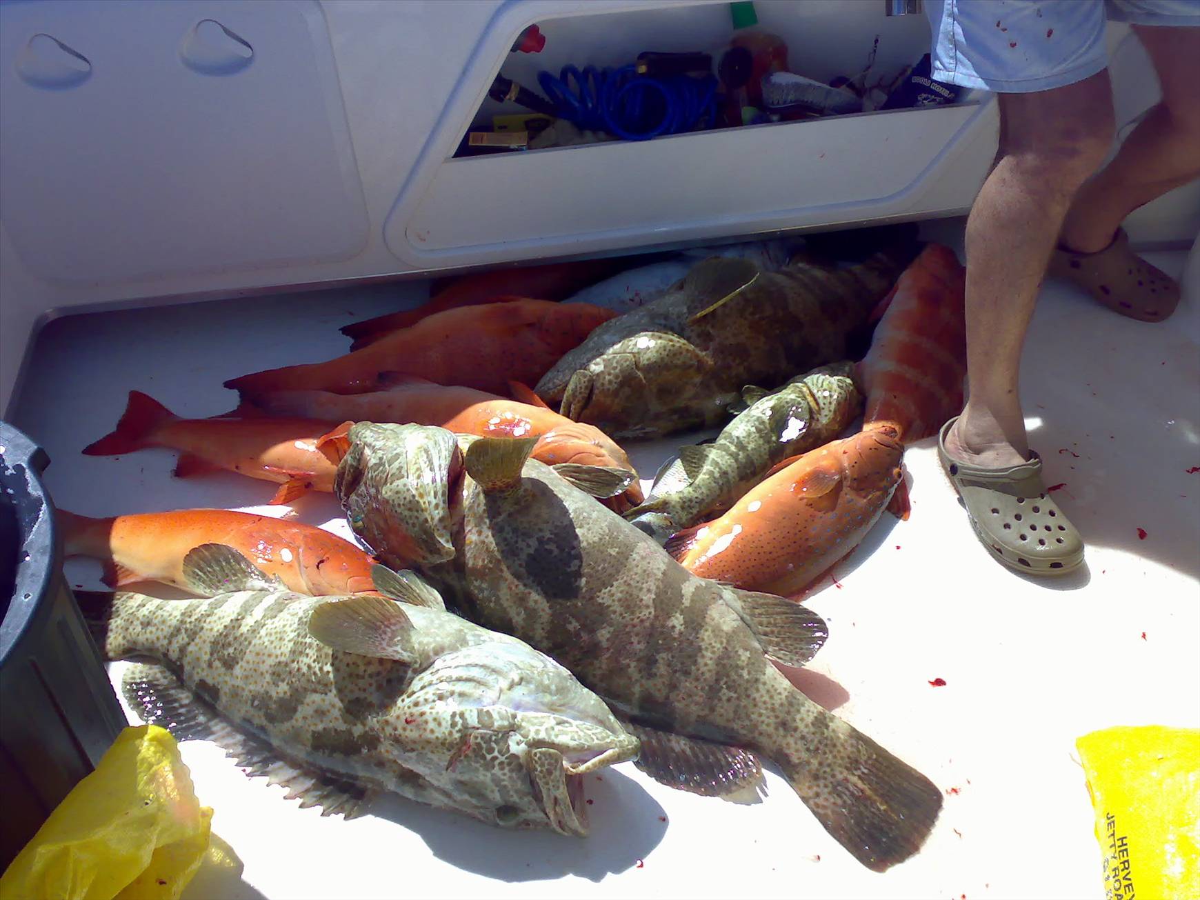 good mornings catch