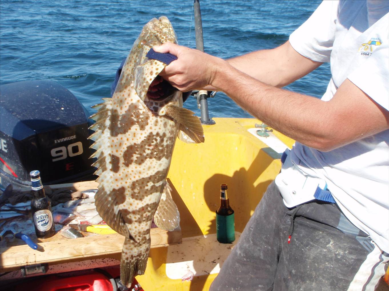shark bay