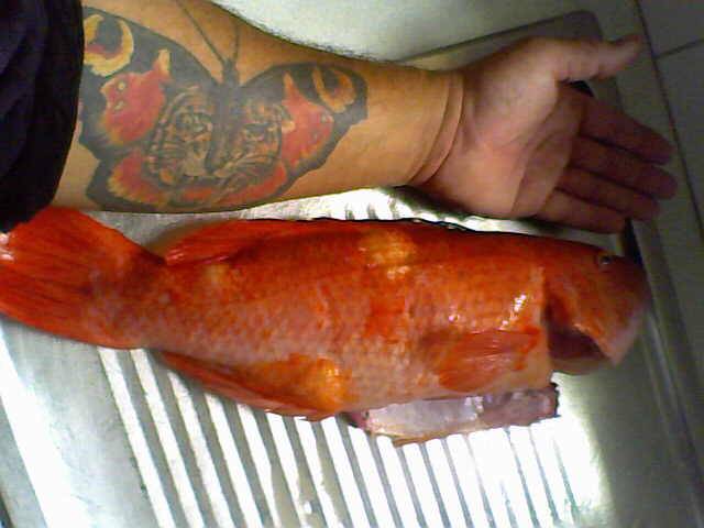 fox fish