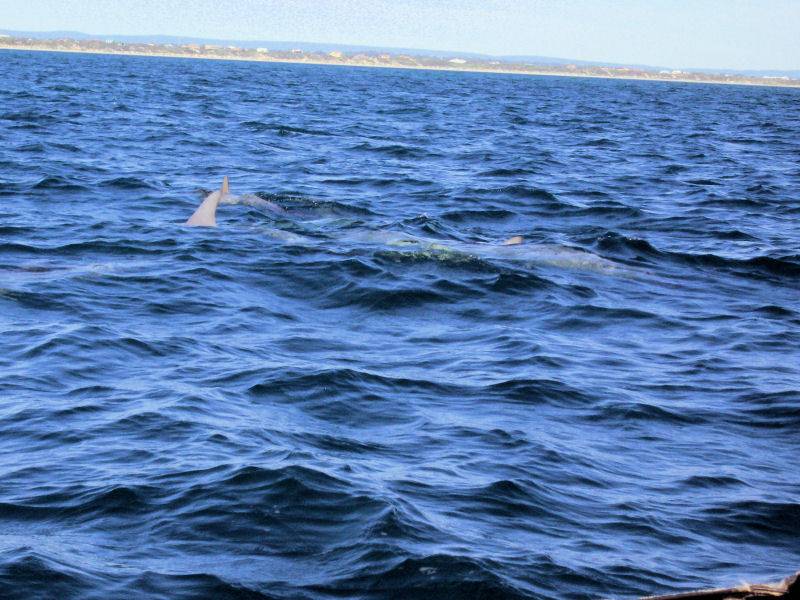 Dolphins Swim the Bow Wave