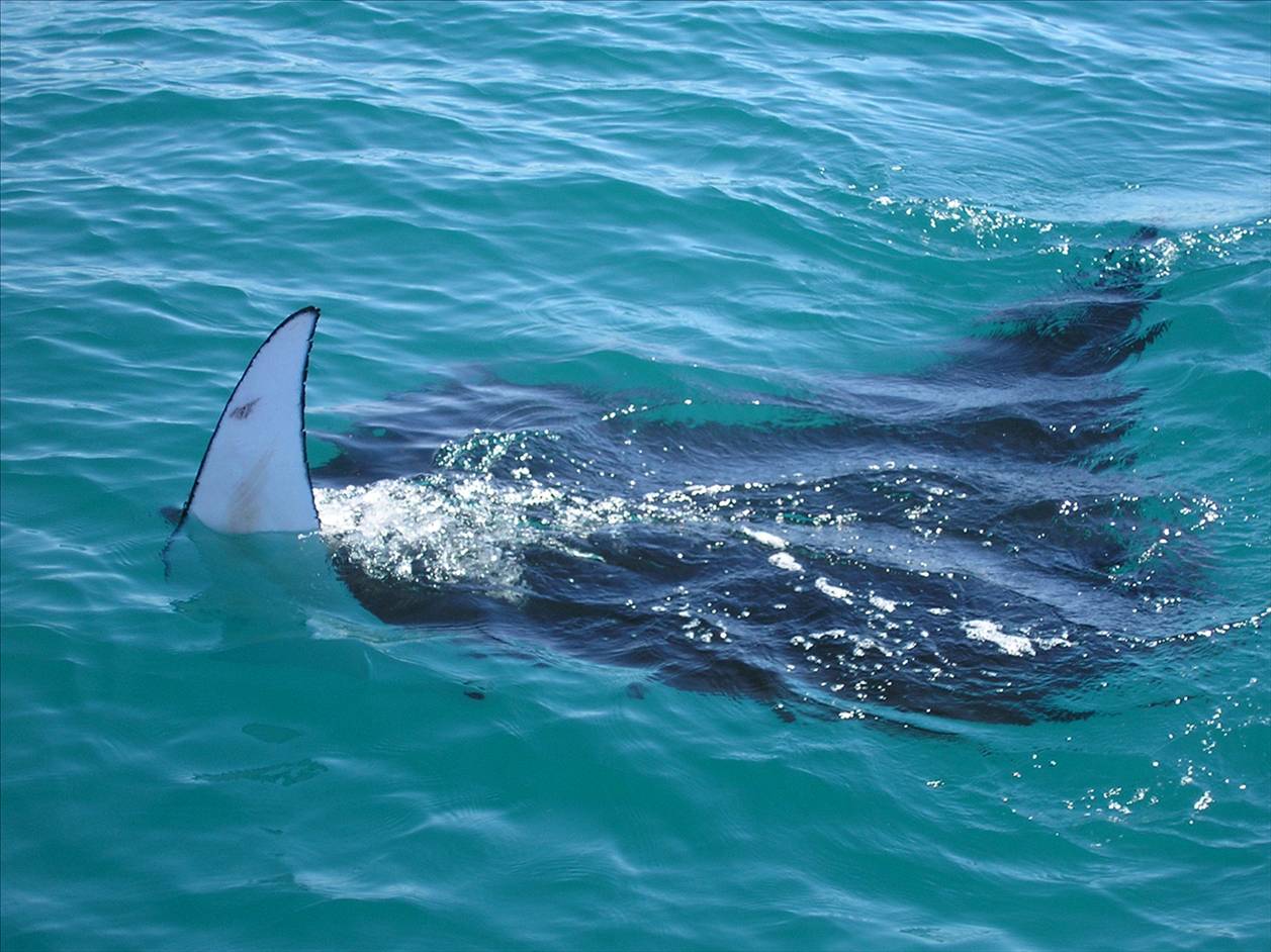 playful manta ray