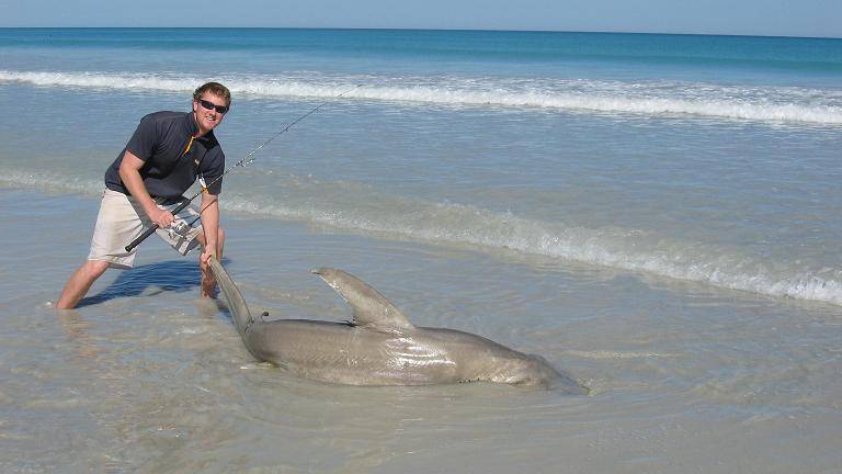 hammerhead
