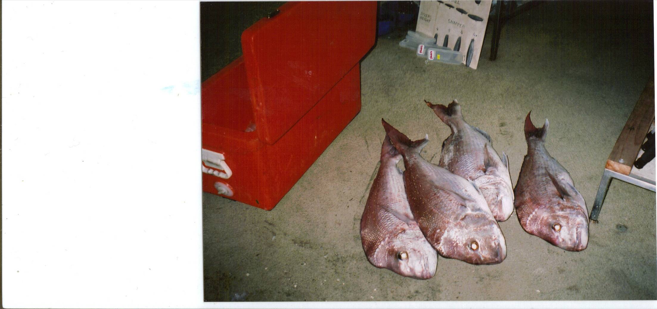 bay fishing