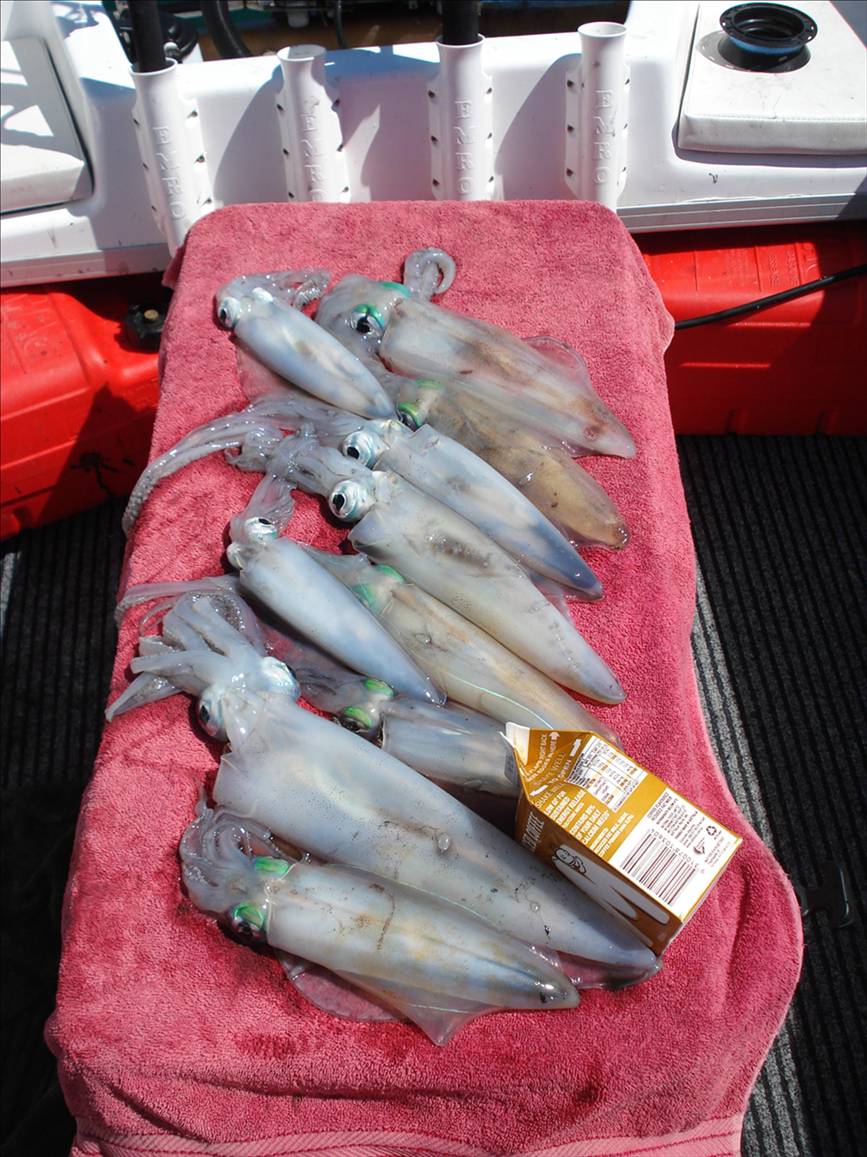 Good Squid 