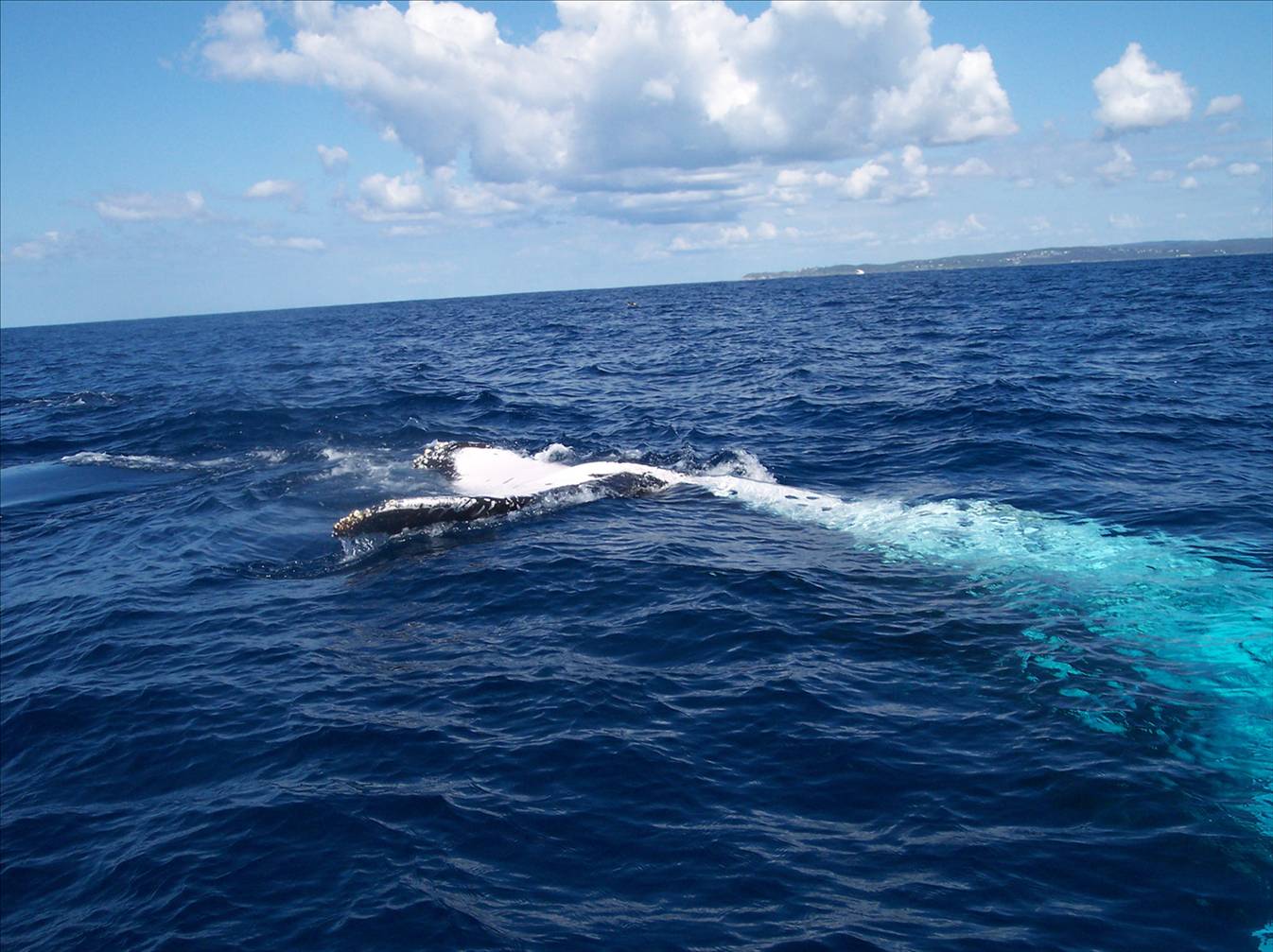 whales of morton