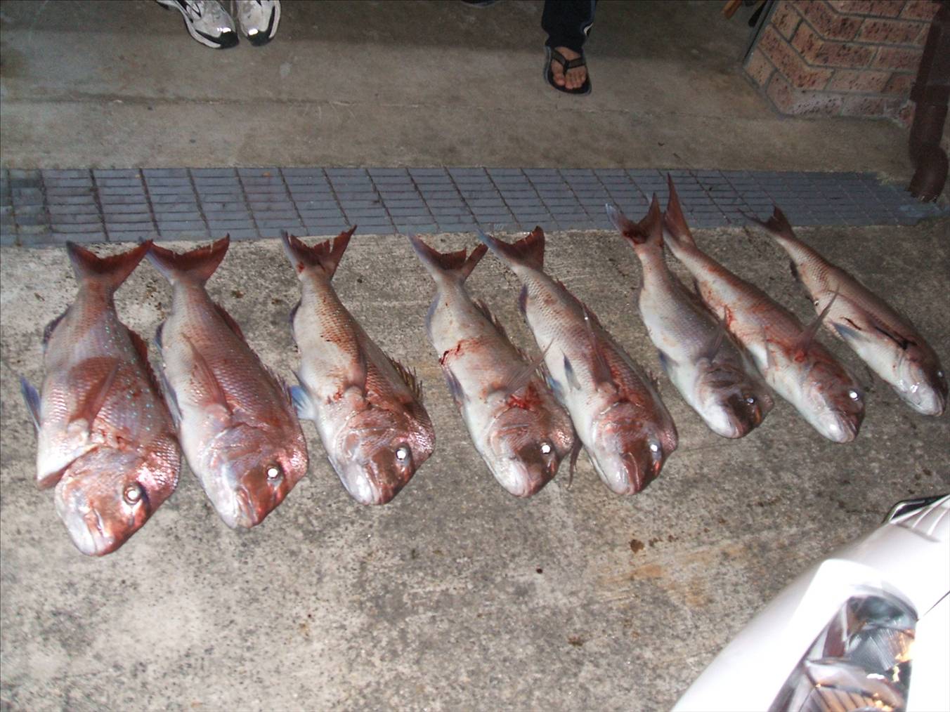 snapper 