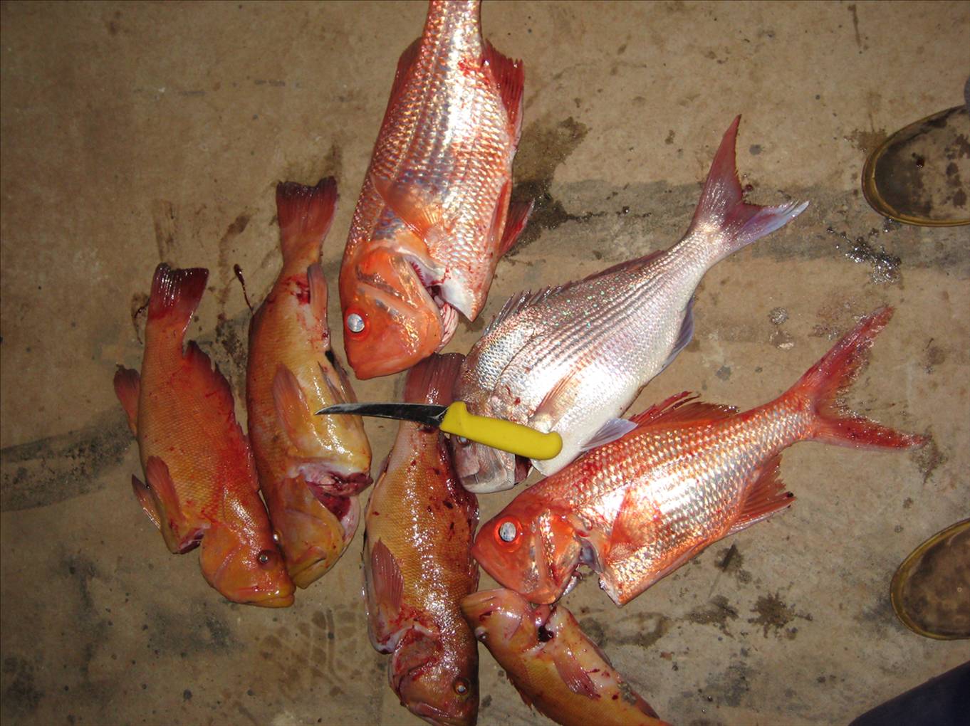 bunno fishin