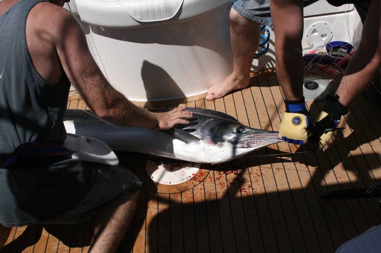 Black Marlin 