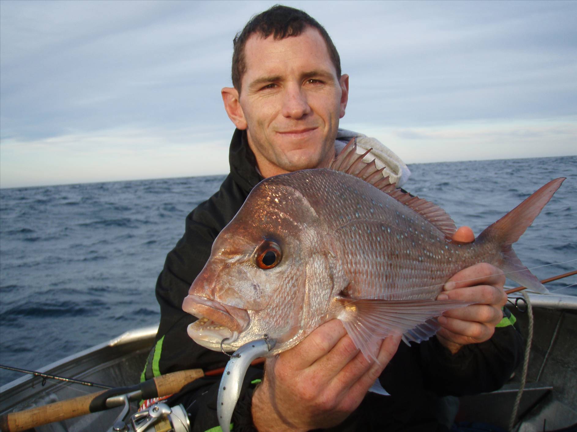 Snapper on Softies