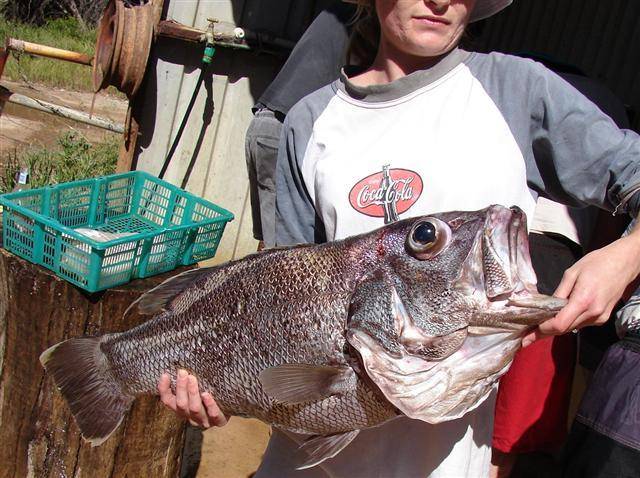 first ever dhuiefish
